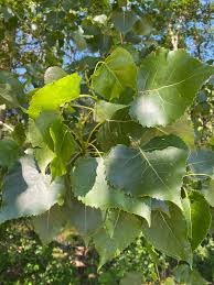 Attēlu rezultāti vaicājumam “Populus nigra Italica”