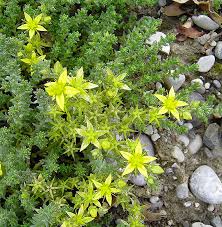 Image result for Mauerpfeffer