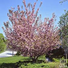 Attēlu rezultāti vaicājumam “Prunus (sakura)”