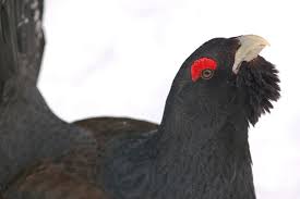 Attēlu rezultāti vaicājumam “Tetrao urogallus”