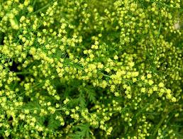 Image result for Artemisia annua