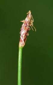 Attēlu rezultāti vaicājumam “Eleocharis uniglumis”