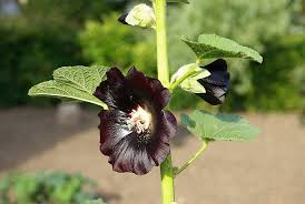 Attēlu rezultāti vaicājumam “Alcea rosea leaf”