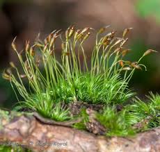Attēlu rezultāti vaicājumam “Dicranella staphylina”