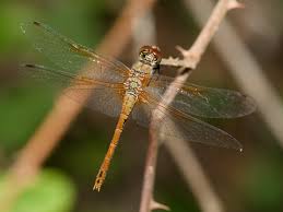Attēlu rezultāti vaicājumam “Sympetrum sanguineum male”