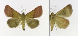 Attēlu rezultāti vaicājumam “Phytometra viridaria”