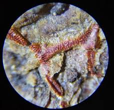 Attēlu rezultāti vaicājumam “Craterium aureonucleatum spores”