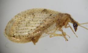 Attēlu rezultāti vaicājumam “Hemerobiidae”