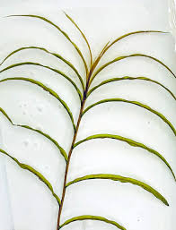 Attēlu rezultāti vaicājumam “Potamogeton trichoides leaf”