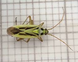 Attēlu rezultāti vaicājumam “Stenotus binotatus male”