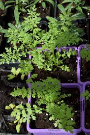 Image result for Schizanthus