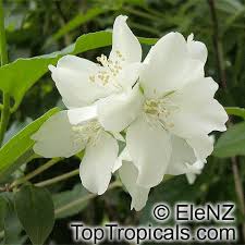 Attēlu rezultāti vaicājumam “Philadelphus coronarius”