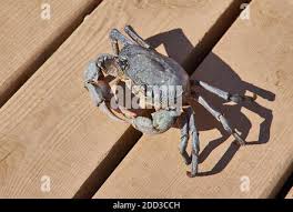 Image result for Eriphia verrucosa