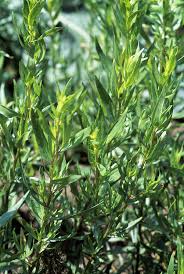 Image result for Artemisia dracunculus