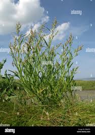 Attēlu rezultāti vaicājumam “Atriplex littoralis”