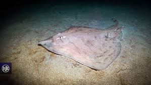 Image result for Raja asterias