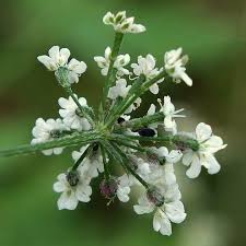 Attēlu rezultāti vaicājumam “Torilis japonica leaf”