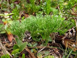 Attēlu rezultāti vaicājumam “Diphasium complanatum”