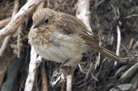 Attēlu rezultāti vaicājumam “Erithacus rubecula juvenile”