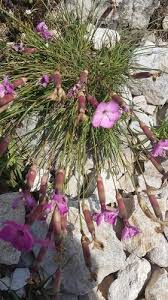 Image result for Steinnelke