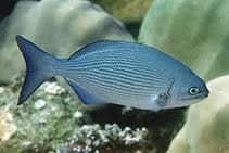 Image result for Kyphosus