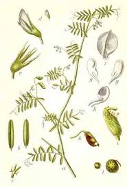 Attēlu rezultāti vaicājumam “Vicia hirsuta flower”