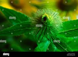 Attēlu rezultāti vaicājumam “Inula britannica bud”