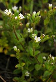 Attēlu rezultāti vaicājumam “Cerastium holosteoides fruit”