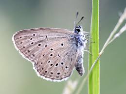 Attēlu rezultāti vaicājumam “Maculinea alcon underside”
