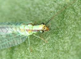 Attēlu rezultāti vaicājumam “Chrysopa”