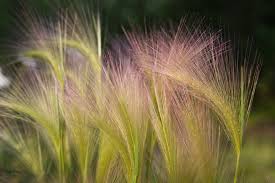 Attēlu rezultāti vaicājumam “Hordeum jubatum”