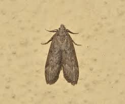 Attēlu rezultāti vaicājumam “Aphomia sociella female”