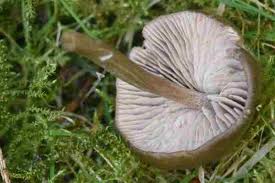 Attēlu rezultāti vaicājumam “Entoloma vernum”