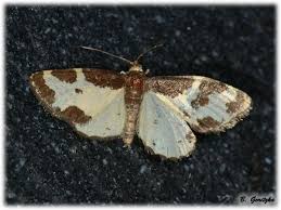 Attēlu rezultāti vaicājumam “Lomaspilis marginata”