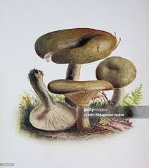 Attēlu rezultāti vaicājumam “Lactarius necator”