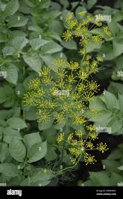 Attēlu rezultāti vaicājumam “Anethum graveolens leaf”