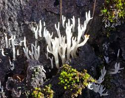 Attēlu rezultāti vaicājumam “Typhula setipes”