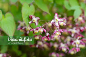 Attēlu rezultāti vaicājumam “Epimedium alpinum”