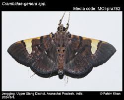 Attēlu rezultāti vaicājumam “Crambidae”