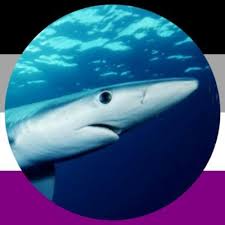 Image result for Furgaleus macki