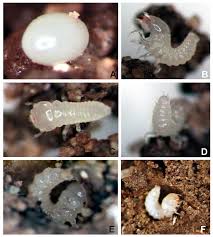 Attēlu rezultāti vaicājumam “Eilema griseola larva”
