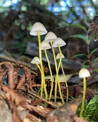 Attēlu rezultāti vaicājumam “Mycena epipterygia”
