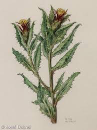 Image result for Cnicus benedictus