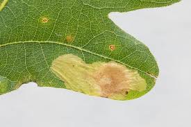 Attēlu rezultāti vaicājumam “Tischeria complanella larva”