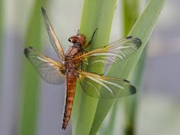 Attēlu rezultāti vaicājumam “Libellula fulva male”