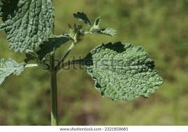 Image result for Marrubium vulgare