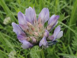 Attēlu rezultāti vaicājumam “Astragalus arenarius flower”