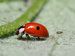 Attēlu rezultāti vaicājumam “Adalia bipunctata”