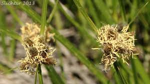 Attēlu rezultāti vaicājumam “Bolboschoenus maritimus”