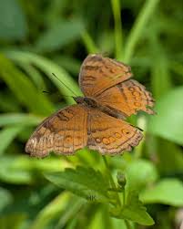 Attēlu rezultāti vaicājumam “Euphydrias aurinia upperside”